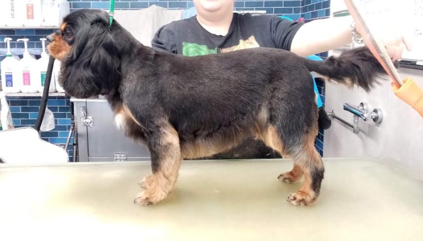 Groomed dog at Misty's